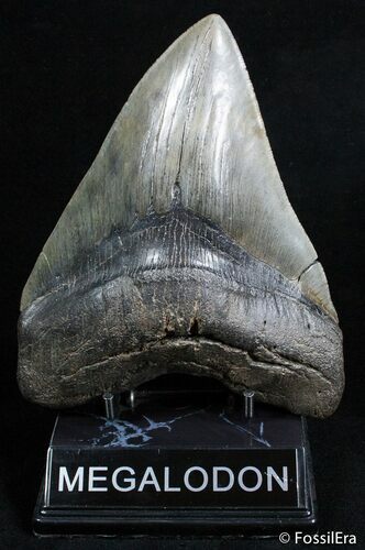 Mega Megalodon Tooth - Inches #2485